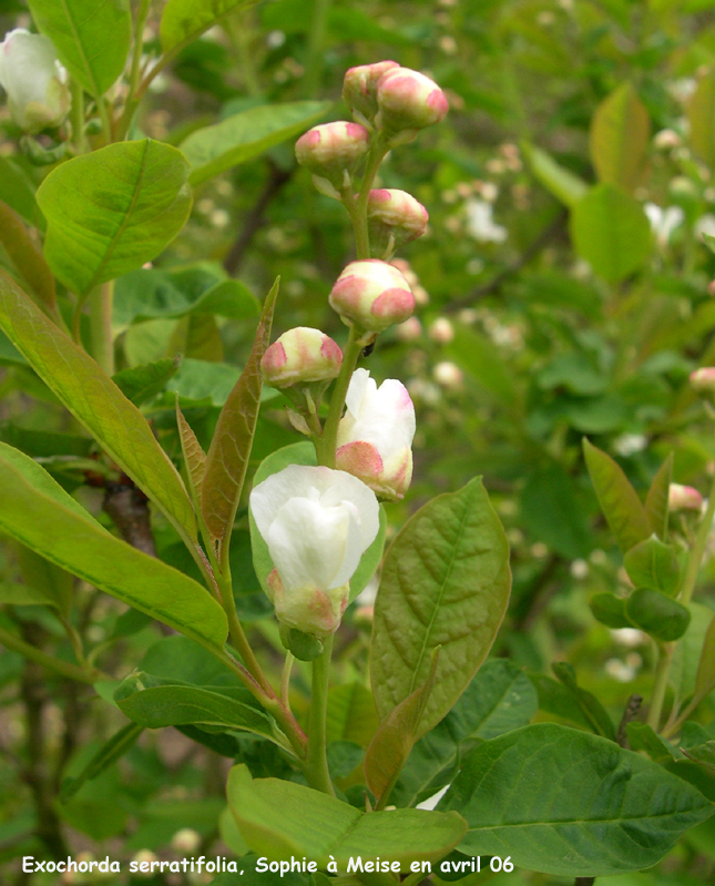 Exochorda serratifolia
