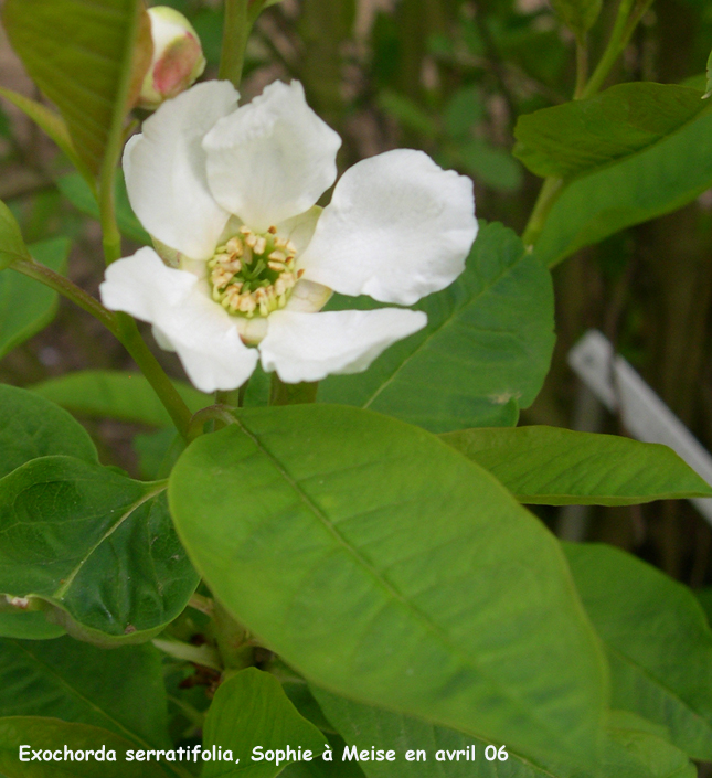 Exochorda serratifolia