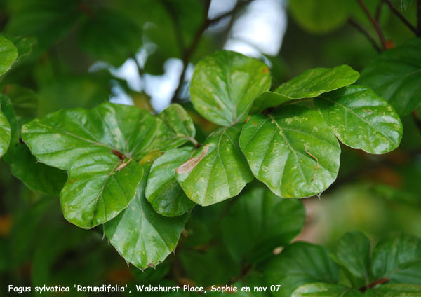 Fagus sylvatica 'Rotundifolia'