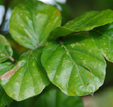 Fagus sylvatica 'Rotundifolia'