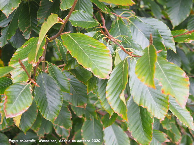 Fagus orientalis