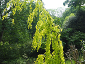 Fagus sylvatica 'Aurea Pendula'