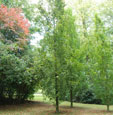 Fagus sylvatica 'Dawyck'