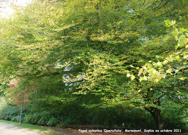 Fagus sylvatica 'Quercifolia'