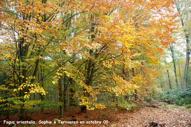 Fagus orientalis