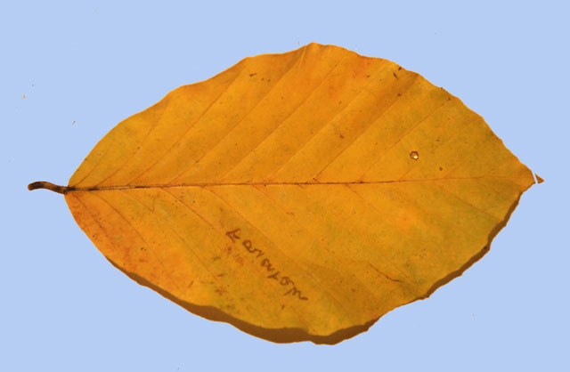 Fagus orientalis