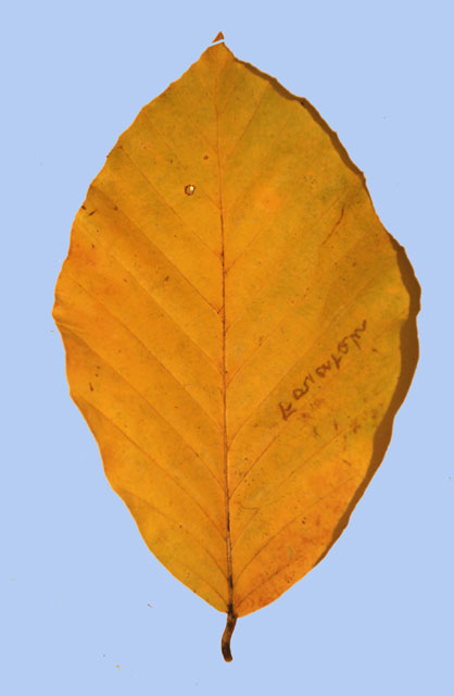 Fagus orientalis