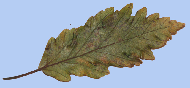 Fagus sylvatica 'Red Obelisk'