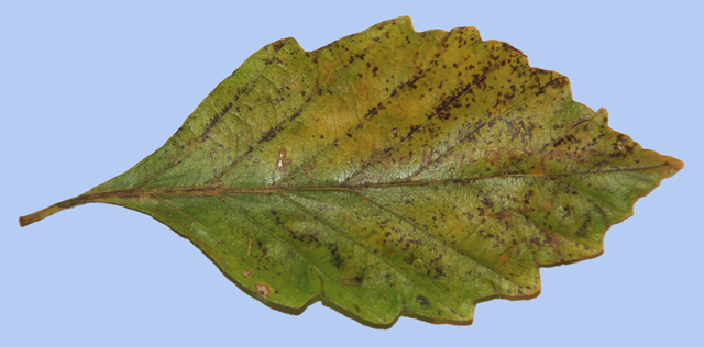 Fagus sylvatica 'Grandidentata'