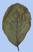 Fagus sylvatica 'Riversii'