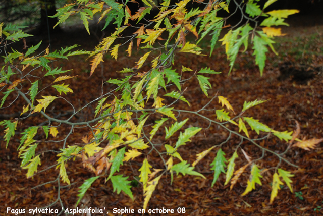 Fagus sylvatia 'Asplenifolia'