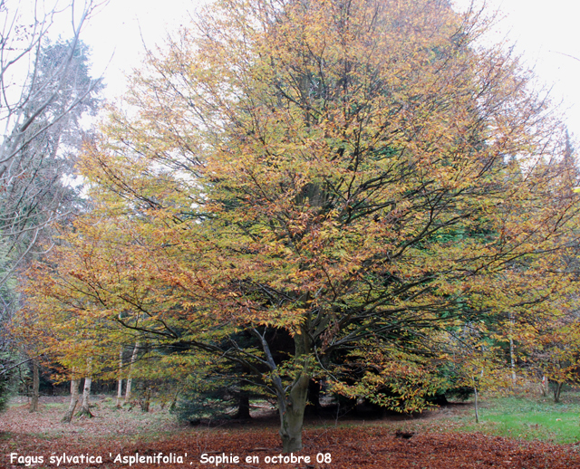 Fagus sylvatia 'Asplenifolia'