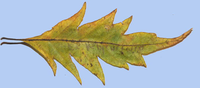 Fagus sylvatia 'Asplenifolia'