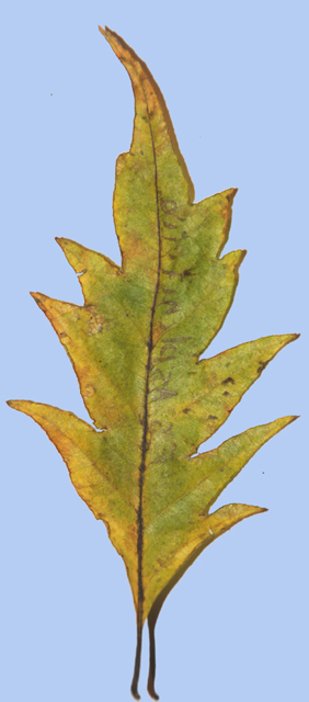 Fagus sylvatica 'Asplenifolia'