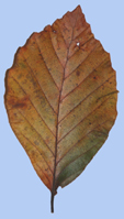 Fagus sylvatica 'Brocklesby'