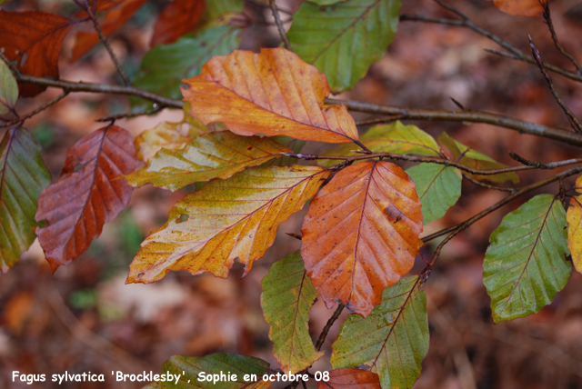 Fagus sylvatica 'Brocklesby'