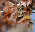 Fagus sylvatica 'Cristata'