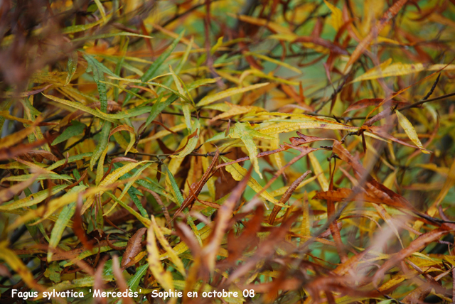 Fagus sylvatica 'Mercedès'