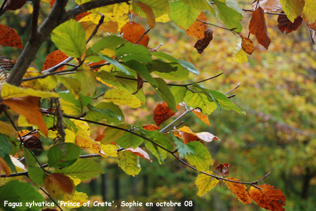 Fagus sylvatica 'Prince of Crete'