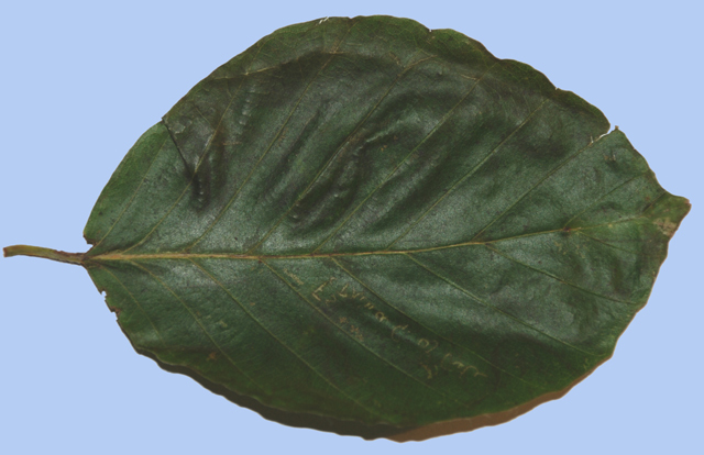 Fagus sylvatica 'Prince of Crete'