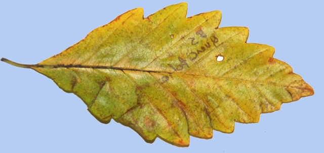 Fagus sylvatica 'Quercifolia
