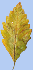 Fagus sylvatica 'Quercifolia'