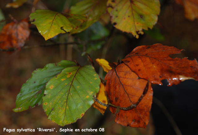 Fagus sylvatica 'Riversii'