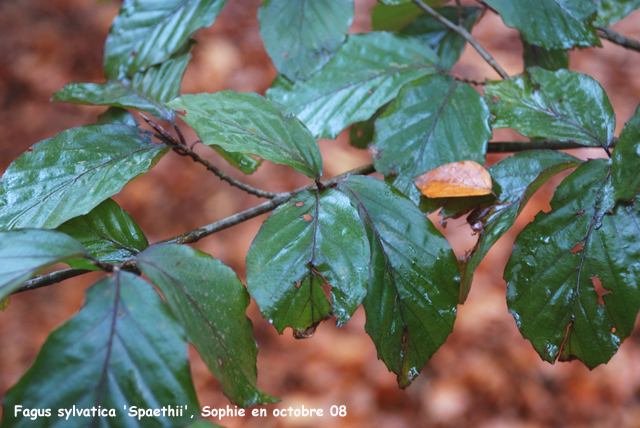 Fagus sylvatica 'Spaethii'