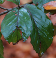 Fagus sylvatica spaethii