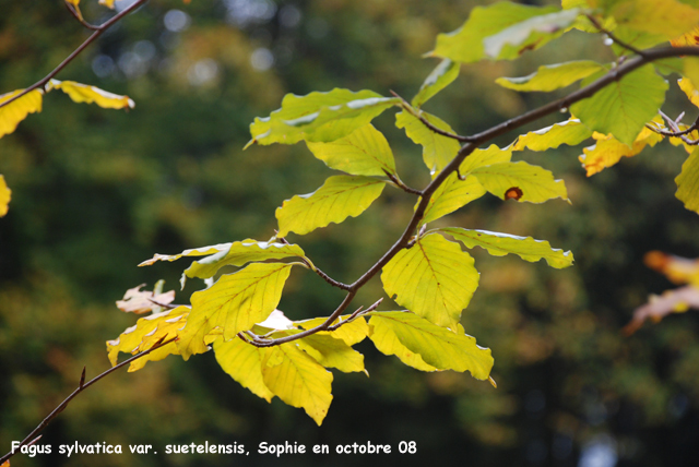 Fagus sylvativa var. suentelensis