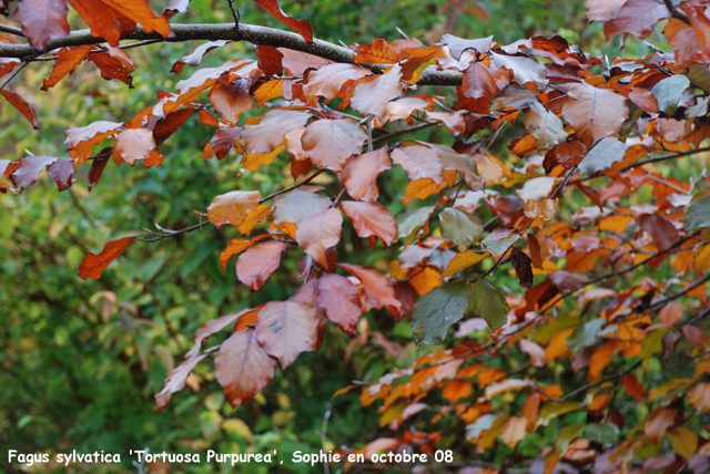 Fagus sylvatica 'Tortuosa Purpurea'