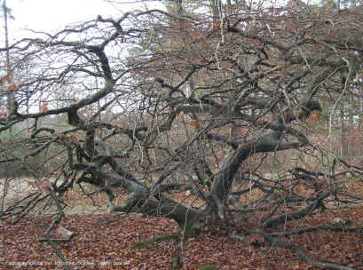 Fagus sylvatica var. tortuosa