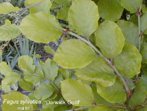 Fagus sylvatica 'Dawyck Gold'