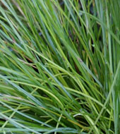 Festuca sylvatica 'Golden Toupee'