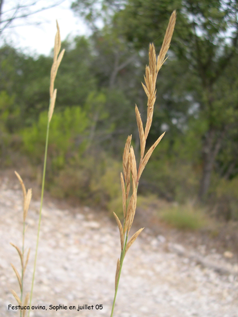 Festuca ovina