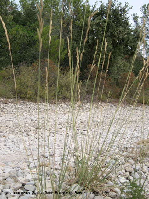 Festuca ovina