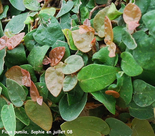 Ficus pumila