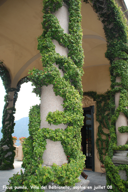 Ficus pumila