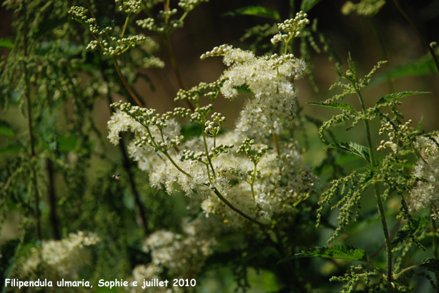 Filipendula ulmaria