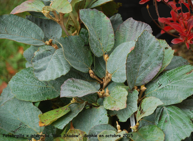 Fothergilla x intermedia 'Blue Shadow'