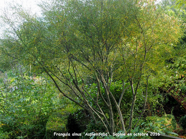 Frangula alnus 'Asplenifolia'
