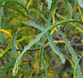 Frangula alnus 'Asplenifolia'