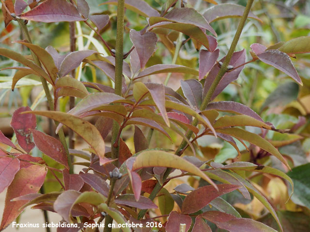 Fraxinus sieboldiana