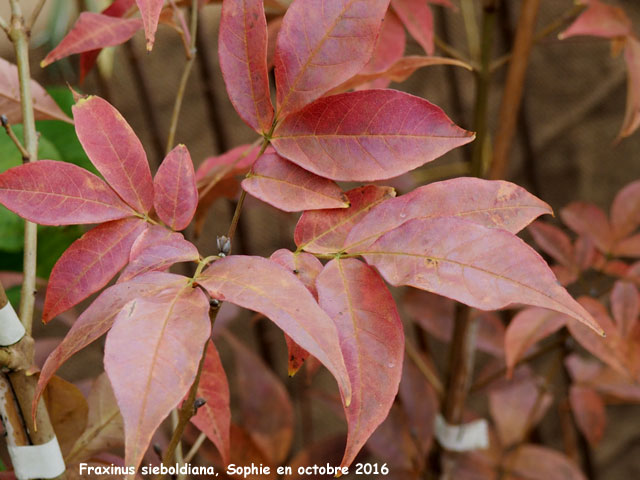 Fraxinus sieboldiana