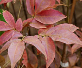 Fraxinus sieboldiana