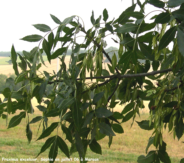 Fraxinus excelsior