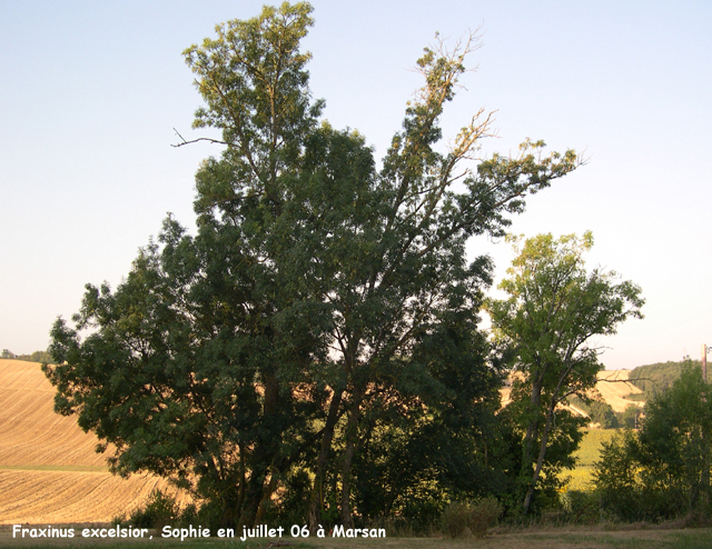 Fraxinus excelsior