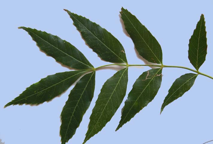 Fraxinus excelsior