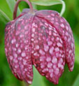 Fritillaria meleagris