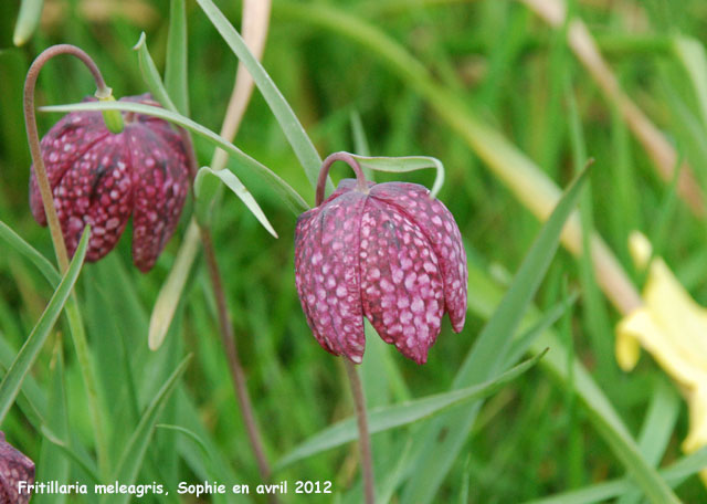 Fritillaria meleagris